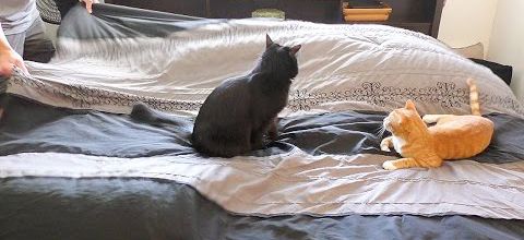 Faire un lit avec deux chats
