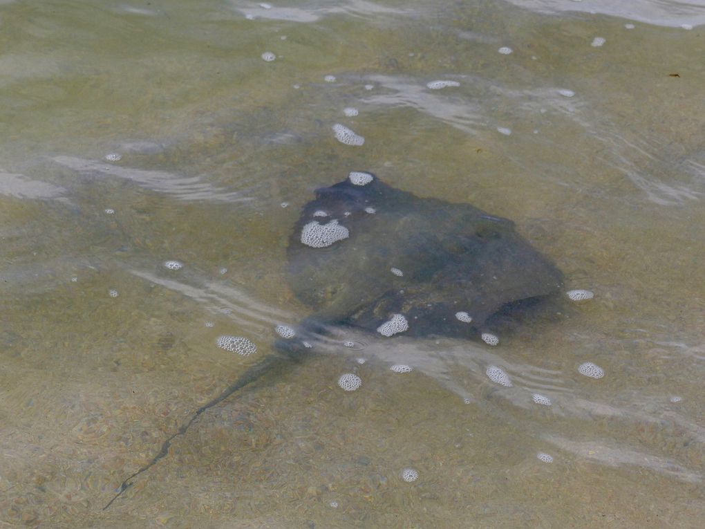 Côte caraïbe sud - Puerto Viejo &amp; Cahuita