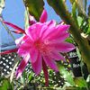 Epiphyllum Friedrich Werner-Beull