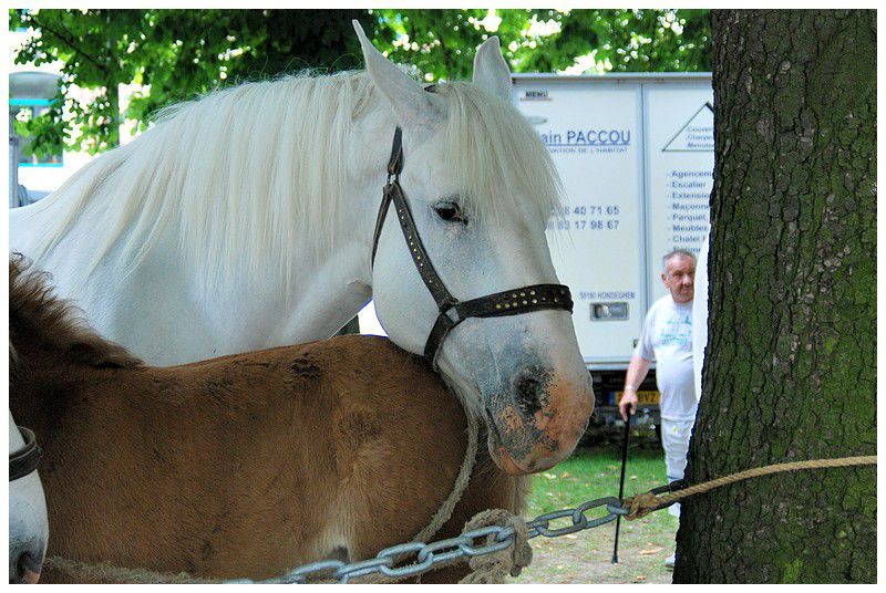 Album - Chevaux-Boulonnais-TraitduNord