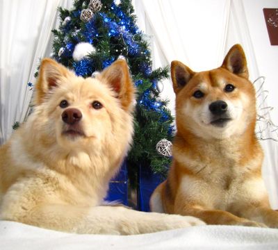 Lapinkoira suomenlapinkoira shiba inu chiens rares