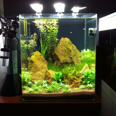 60 litres nano cube et roches silex