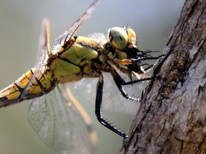 Anisoptère (symetrum ou orthetrum ?)