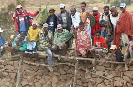 Madagascar, le rodéo zébus