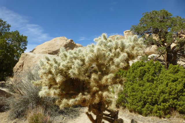 Anza Borrego