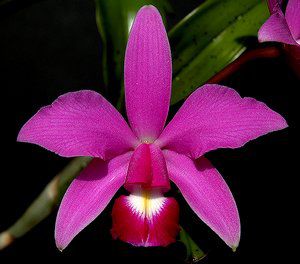 Les Cattleya et leurs hybrides ou "reine des orchidées"