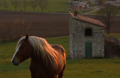 Les Chevaux De Trait 