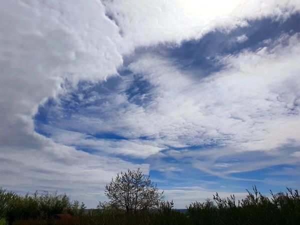 Figures d'animaux, un poussin, un têtard, un serpent...Nos compagnons de route dans l'univers seraient-ils aussi poètes à leur heure ? 