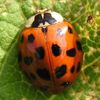 L'invasion des coccinelles d'Asie (qui mordent !!!)