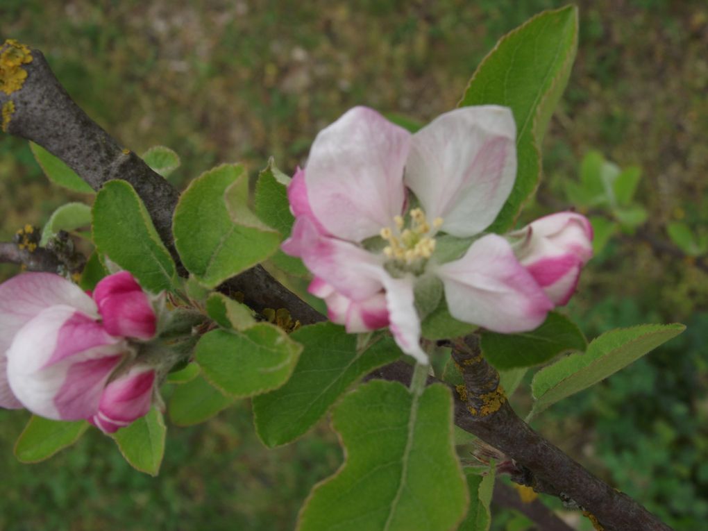 Froid et froid et humide 
photos à partir du 5 avril