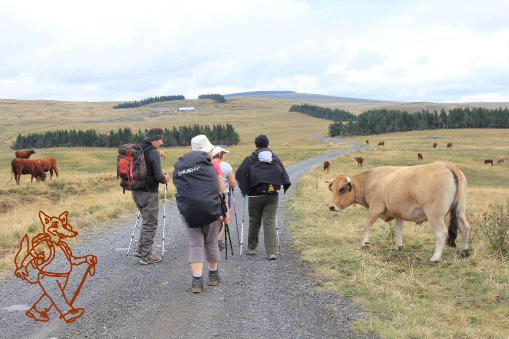 Le Cézallier   VACHE  ment  BIEN