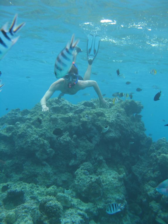 Album - Plongée dans le Lagon de Bora Bora