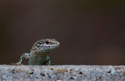 Lézards des Murailles