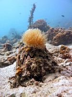 Voyage-plongée: Huître géante, Hyotissa hyotis