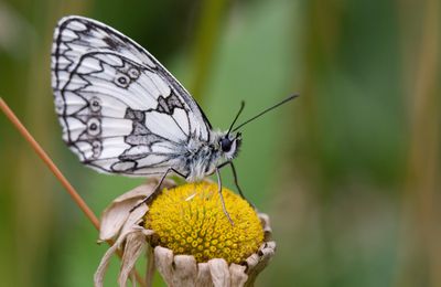 papillons