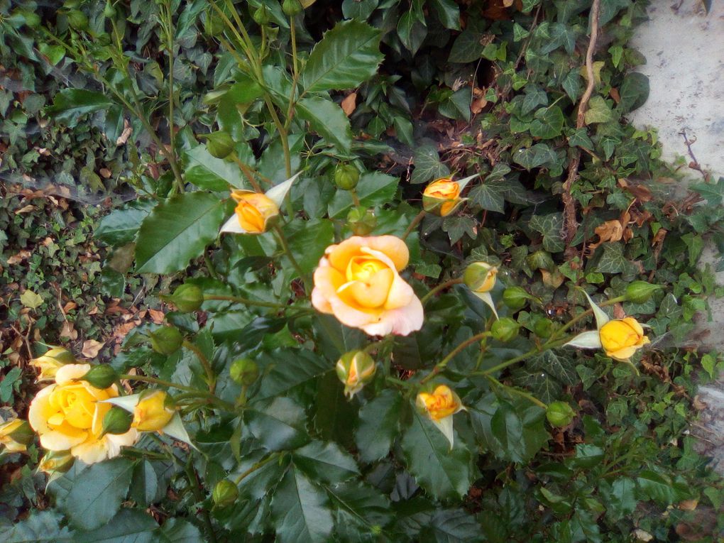 "la blonde", le rosier "Adriana Karambeu" que mon mari a planté il y a une dizaine d'années et qui fait un nombre incroyable de fleurs chaque année.