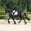 Dressage 2011