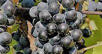 #Baco Noir Producers Pennsylvania Vineyards