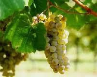 #Verduzzo Producers    Australia Vineyards 
