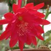 Epiphyllum Cadet