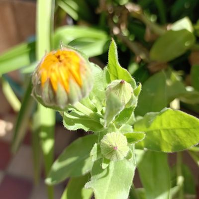 Spécial "floraison": Le Calendula