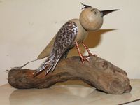 sculpture bois et métal, oiseau huppé perché sur bois flotté .... contactez nous si interressé.....