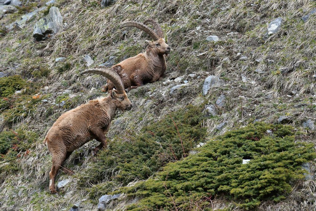 Bouquetin des Alpes (Capra ibex).
