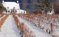 #White Cayuga Producers Quebec Vineyards Canada