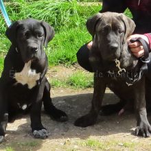 Cane corso : Visite