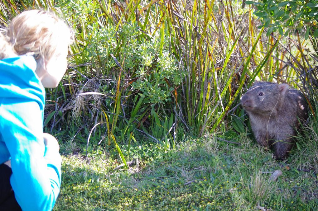 Album - Wilsons Promontory, et suite...