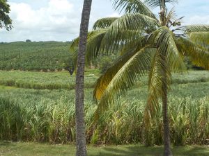 l'habitation clément et les champs de canne à sucre