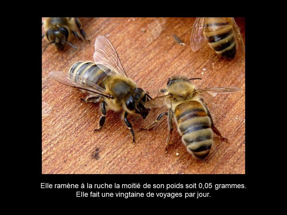 Divers - Les Abeilles