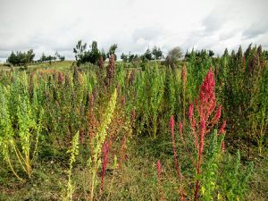 Dans la sierra avec les lamas....8/12 juin 2016