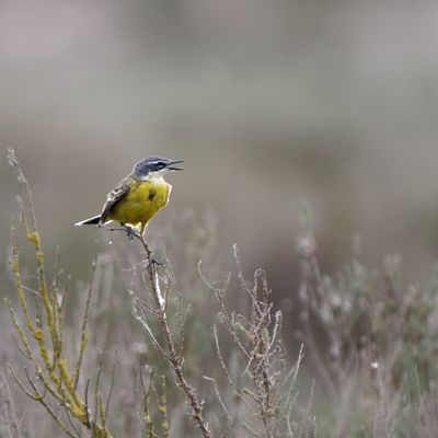 Bergeronnette printanière chant 
