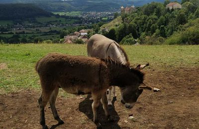 Les gentils ânes de Belvoir - Doubs