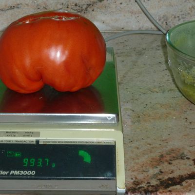 Tomate variété Portugaise