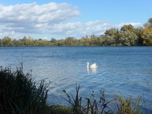 L'Ile du Rohrschollen