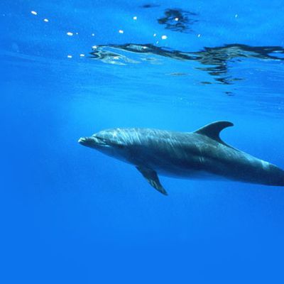 nage avec les dauphins