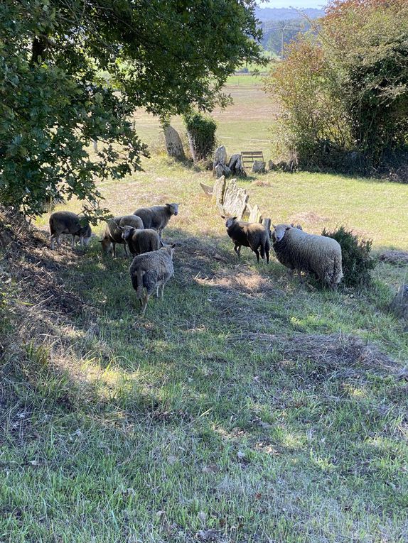 7ème étape : Triacastela - Sarria