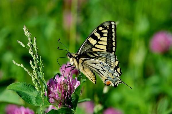 Photos d' animaux&nbsp; prises dans le Parc Naturel de la For&ecirc;t d'Orient