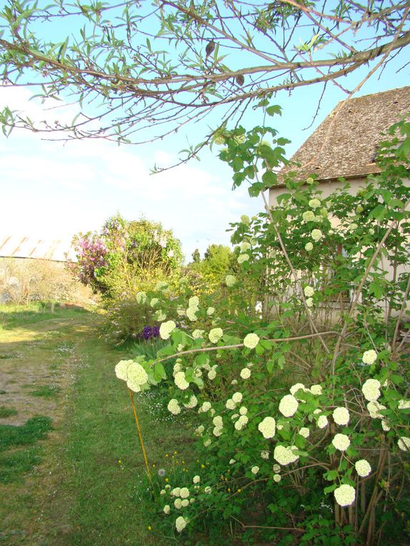 Gîte, ses fleurs et ses animaux (rencontres inattendues dans le jardin...Hérisson, Guêpiers, Huppe fasciée...))