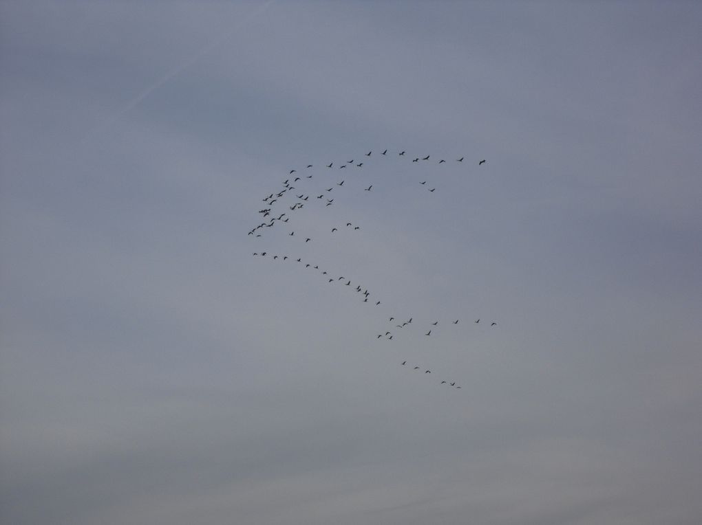 promenade sur les rives du lac du Der à la découverte de sa faune migratoire. C'est la saison des grues et autres cormorans de passage dans notre région.