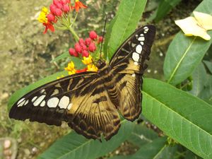 Quelques photos prises à la Grange aux Papillons à Virelles en Wallonie, avec le Greta oto’ (papillon transparent), une chenille qui semble très vorace, ce superbe papillon avec un oeil dessiné sur les ailes, afin d'effrayer les prédateurs et enfin un joli papillon butinant une fleur.