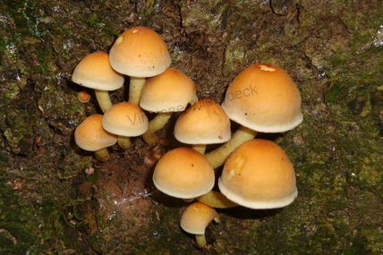 A la découverte des champignons et du verger au Château de La Hulpe ce 9 octobre à 9H30