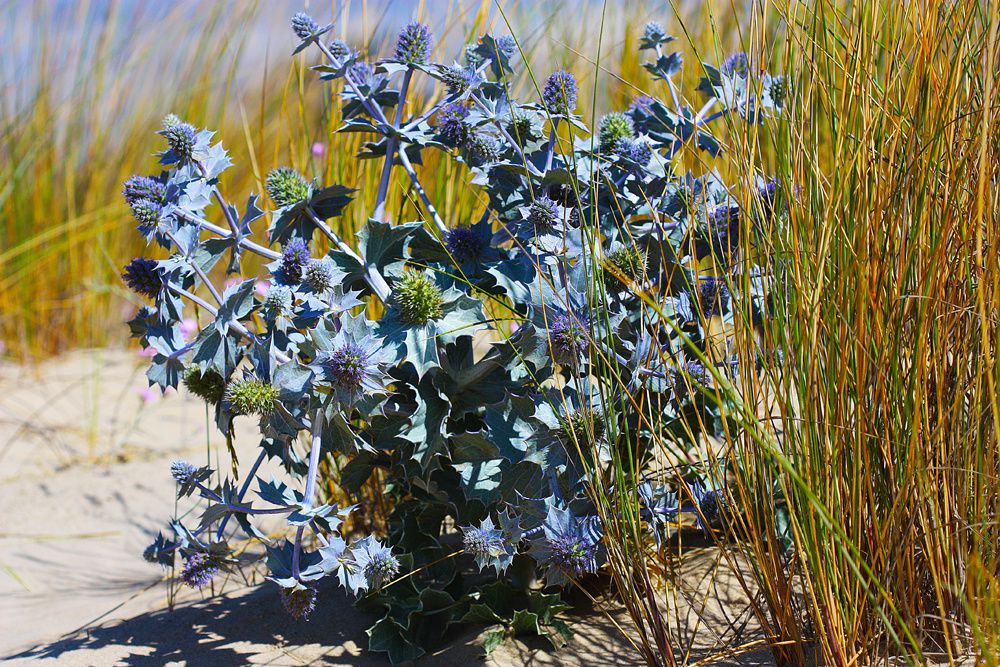 Aunque no entiendo nada de flora, si es verdad que sus colores y sus olores me atraen de manera especial