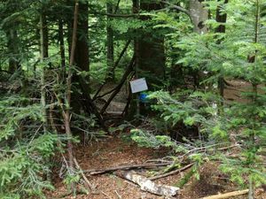 Anniversaire de Niobé en forêt