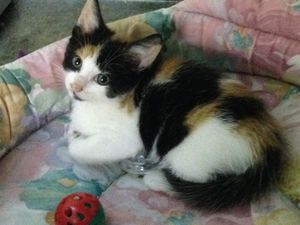 ADOPTION CHATONS - FRATRIE DE 4 CHATONS