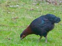 La poule Rhode-Island qui a pondu l'oeuf dont est issu le poussin ( la morphologie des deux est assez  semblable)et le coq croisé reproducteur)  