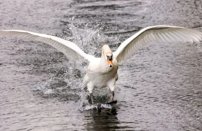 Eure : Un cygne coincé par un hameçon libéré après plusieurs jours de calvaire