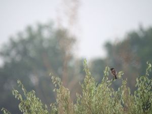 Les forêts de la Sarthe en mai 